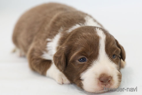 成約済の神奈川県のボーダーコリー-369085の6枚目